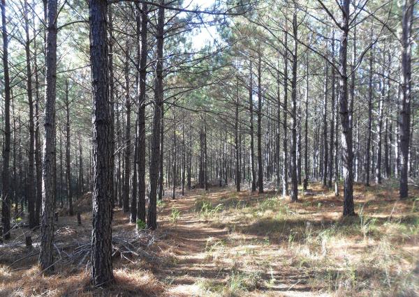 Figure 6. Well-managed, thinned loblolly pine stand.